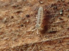 Vertagopus pseudocinereus