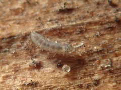 Vertagopus pseudocinereus