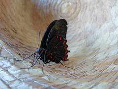 Parides montezuma