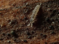 Vertagopus pseudocinereus