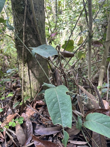 Passiflora longipes