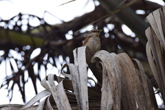 Cichladusa ruficauda