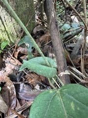 Passiflora longipes, photograph (c) Nicolás Baresch Uribe, some rights reserved (CC BY)