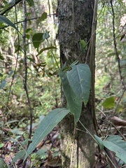 Passiflora longipes, photograph (c) Nicolás Baresch Uribe, some rights reserved (CC BY)