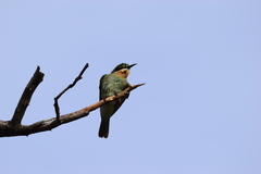 Merops superciliosus