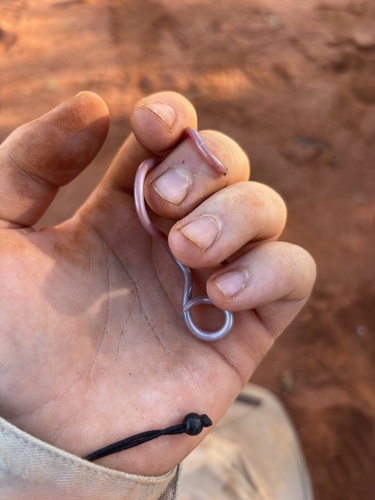 Interior Blind Snake sighting