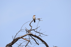 Turdoides gymnogenys