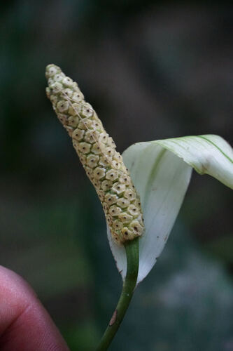 Spathiphyllum patinii, photograph 2
