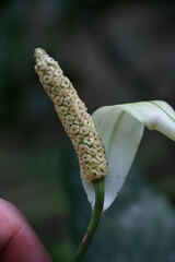 Spathiphyllum patinii, photograph (c) Connor Connolly-Moyls, some rights reserved (CC BY)