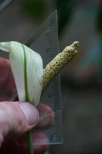 Spathiphyllum patinii, photograph 1