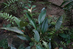 Spathiphyllum patinii