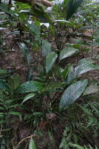 Spathiphyllum patinii, photograph 4