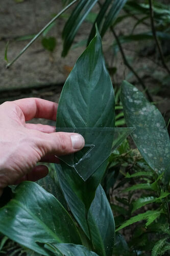 Spathiphyllum patinii, photograph 3