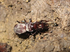 Pterostichus microps