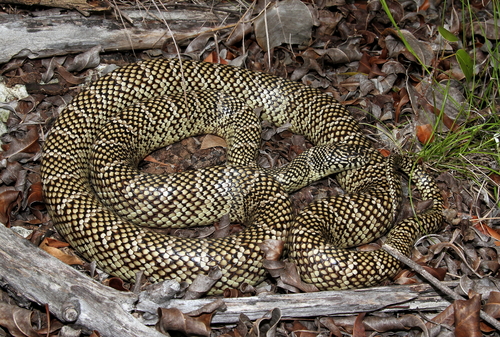 Eastern Kingsnake