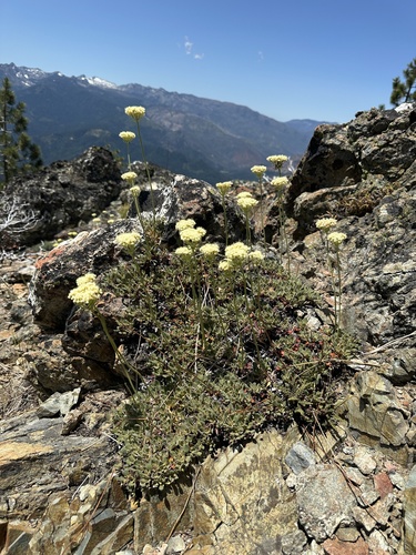 Bear Valley buckwheat (Eriogonum ursinum)