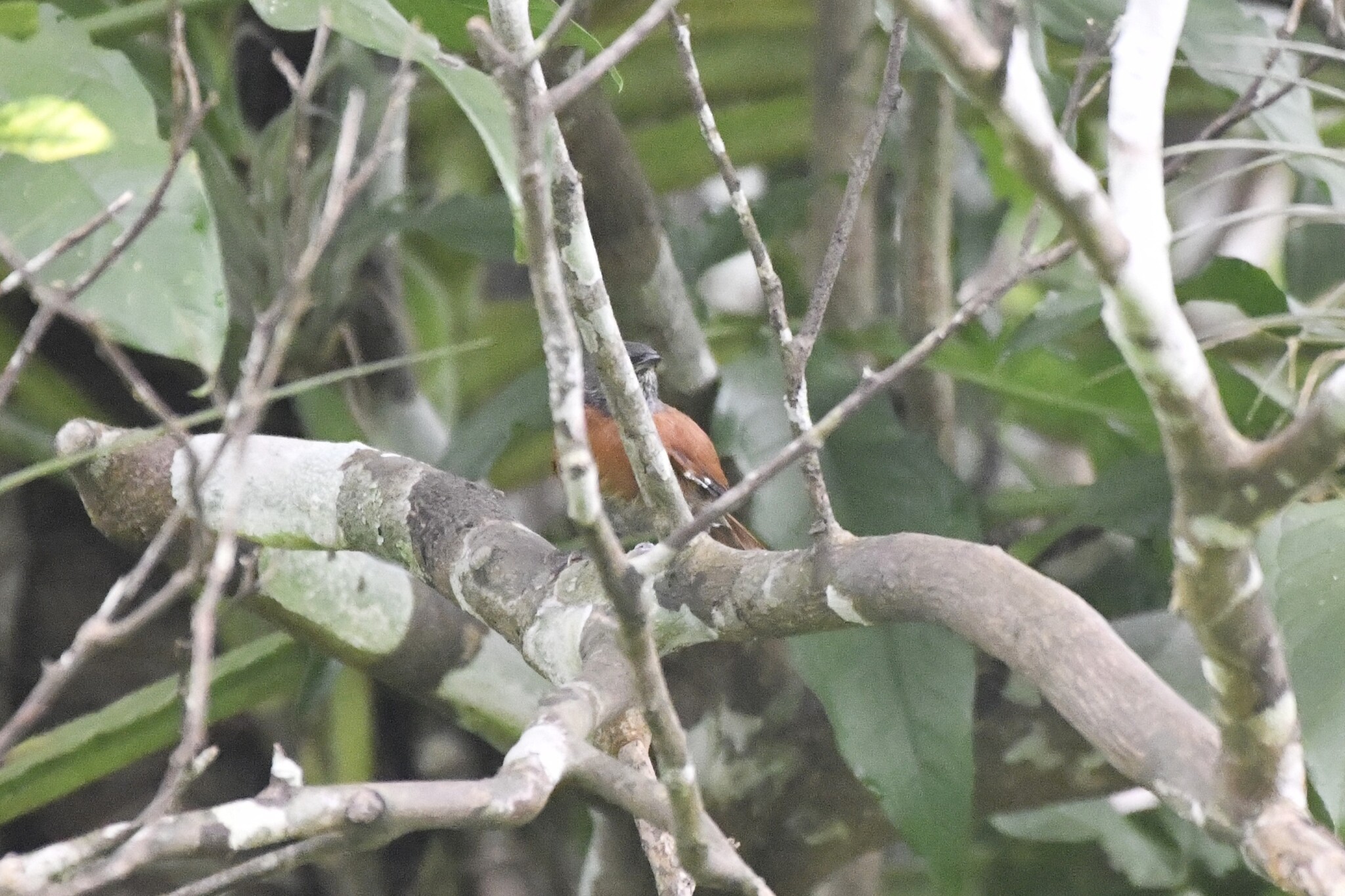 Rufous-breasted Spinetail (Synallaxis erythrothorax), photo 9