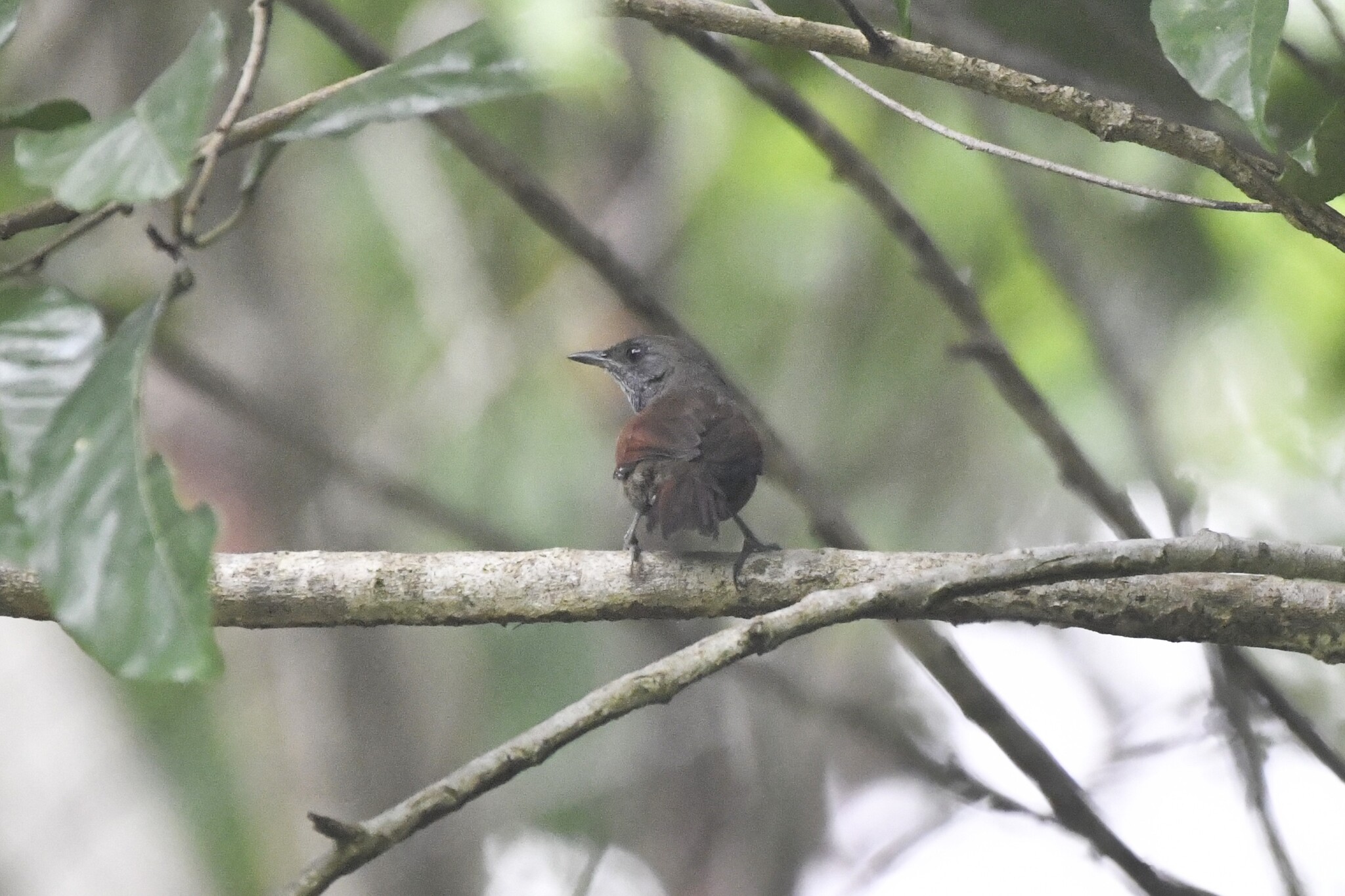 Rufous-breasted Spinetail (Synallaxis erythrothorax), photo 6