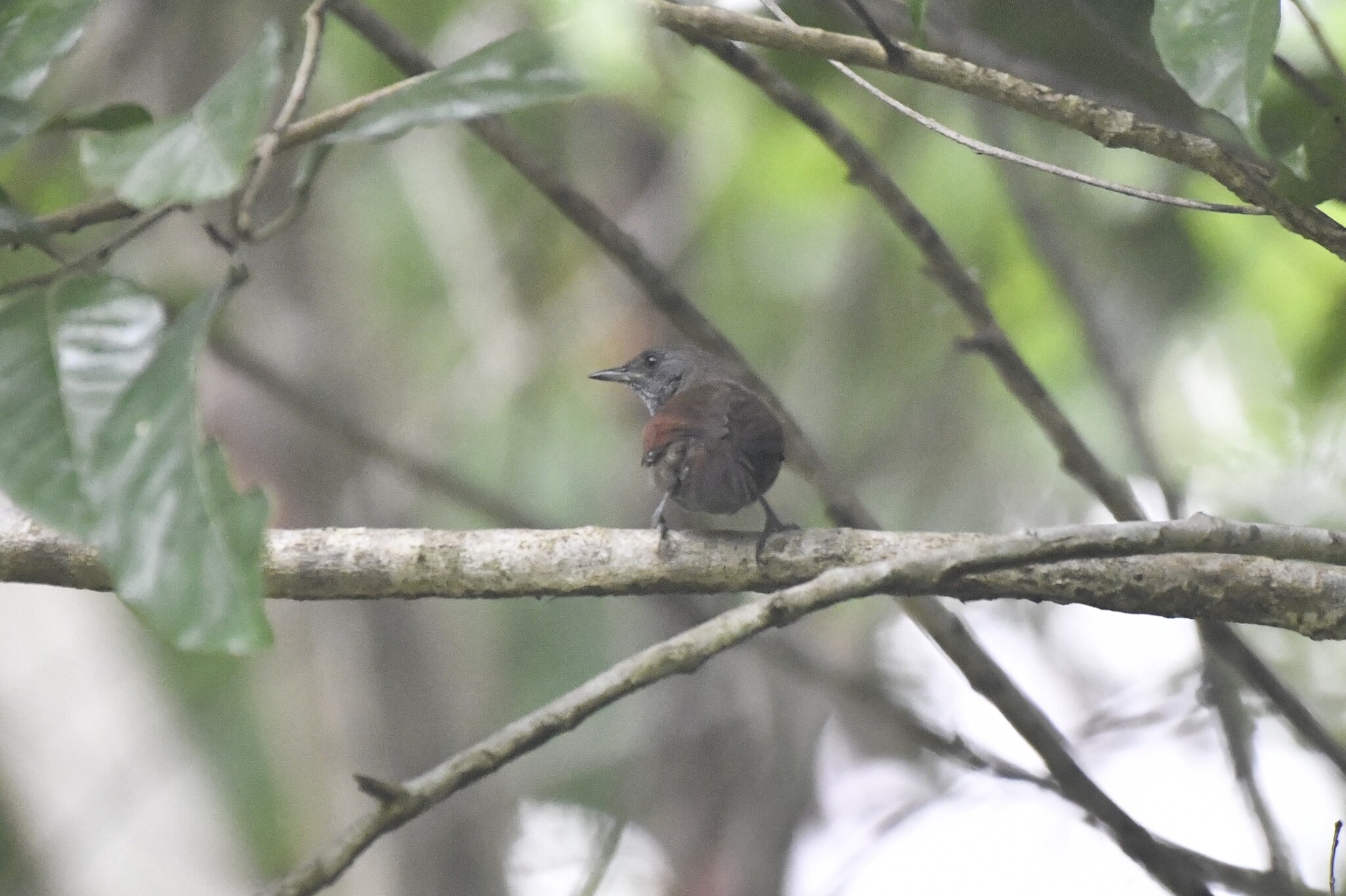 Rufous-breasted Spinetail (Synallaxis erythrothorax), photo 5