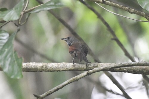 Rufous-breasted Spinetail (Synallaxis erythrothorax), photo 5