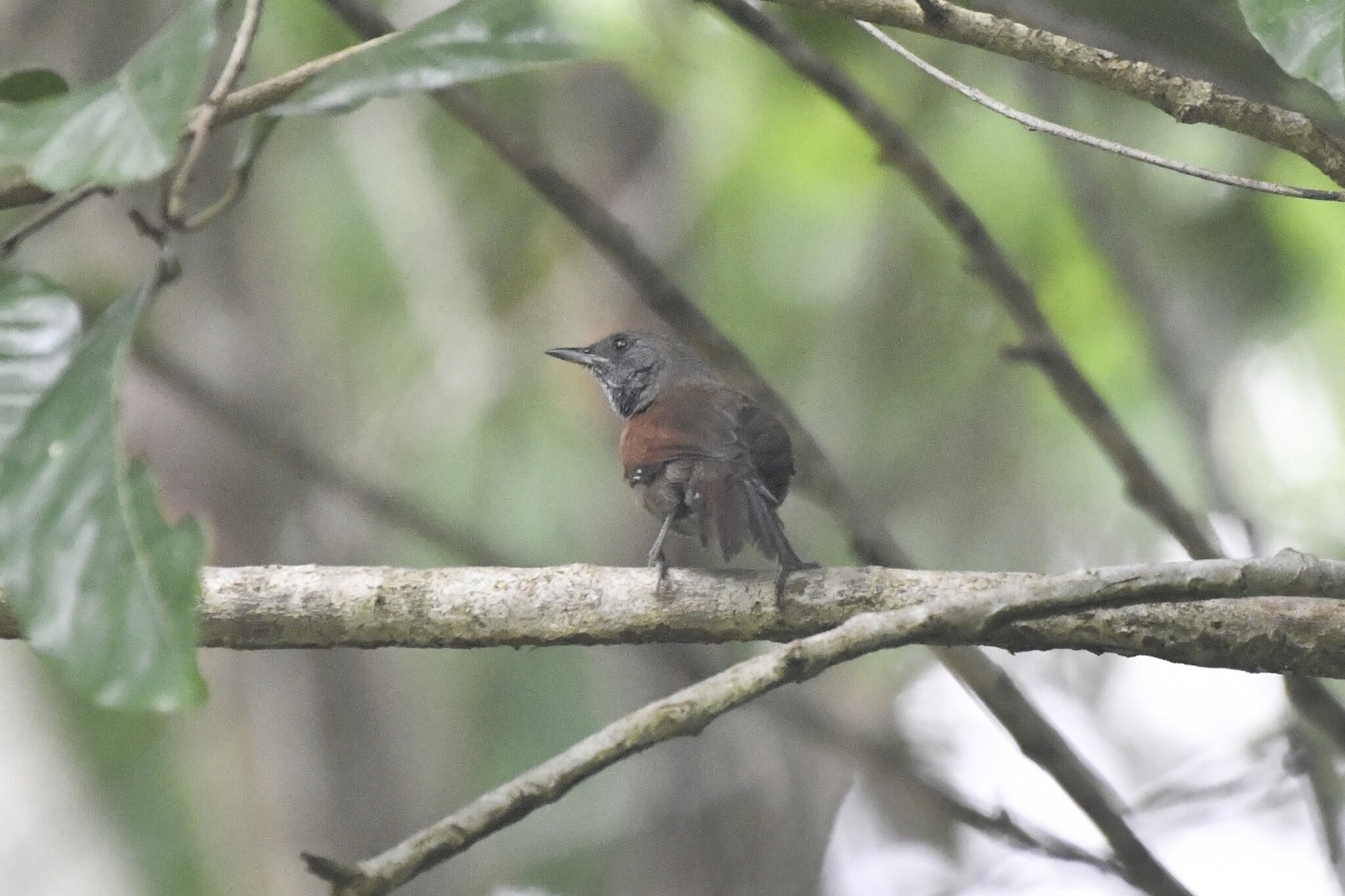 Rufous-breasted Spinetail (Synallaxis erythrothorax), photo 4