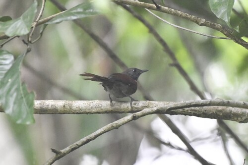 Rufous-breasted Spinetail (Synallaxis erythrothorax), photo 9