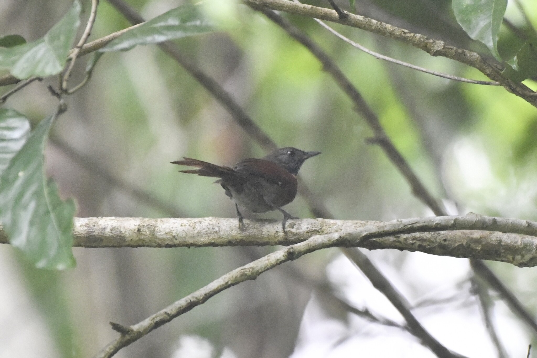 Rufous-breasted Spinetail (Synallaxis erythrothorax), photo 8