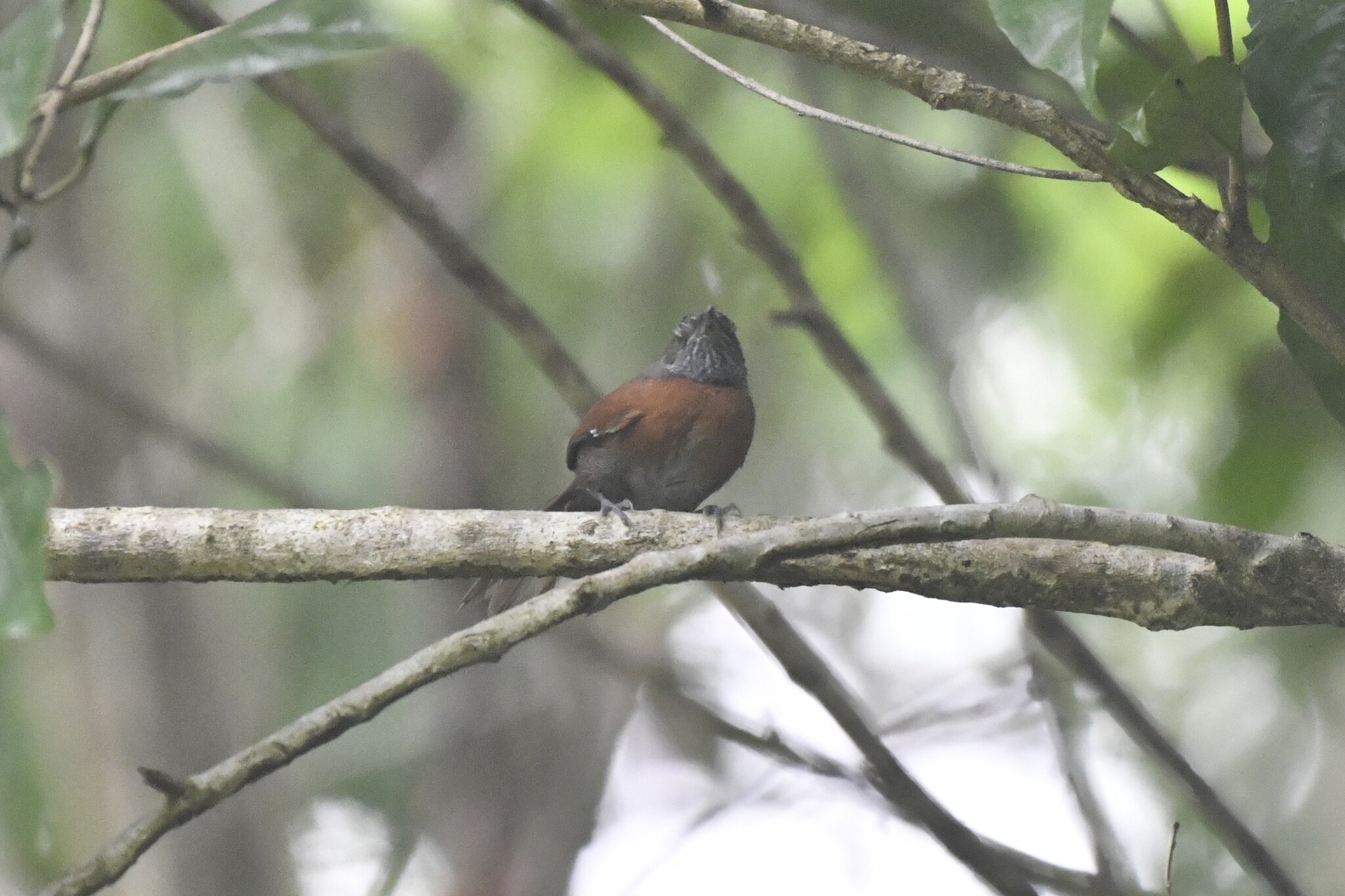 Rufous-breasted Spinetail (Synallaxis erythrothorax), photo 7