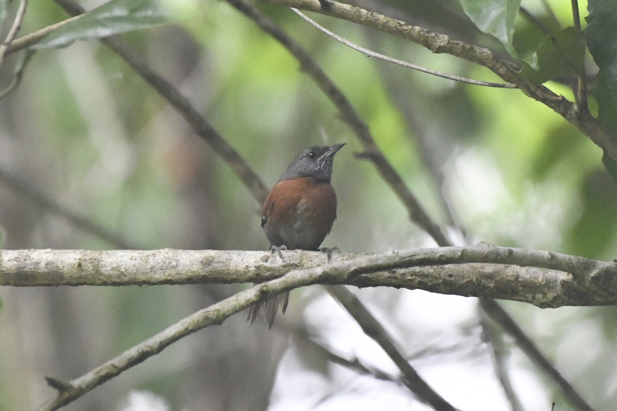 Rufous-breasted Spinetail (Synallaxis erythrothorax), photo 3