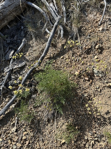 northern Indian parsnip (Cymopterus terebinthinus)
