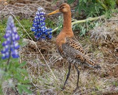 Limosa limosa islandica