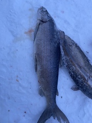 Coregonus clupeaformis