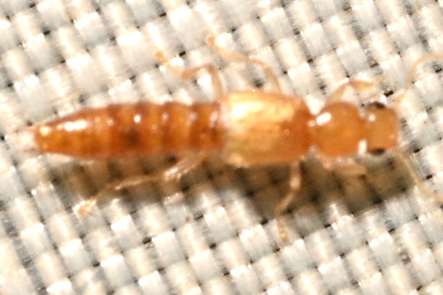 Palaminus observed 2025-10-04