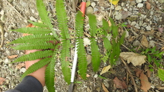 Pteris setulosocostulata