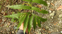 Pteris setulosocostulata