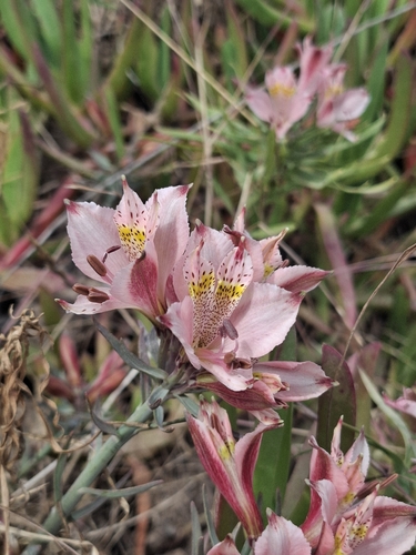 Alstroemeria recumbens (Alstroemeria recumbens)