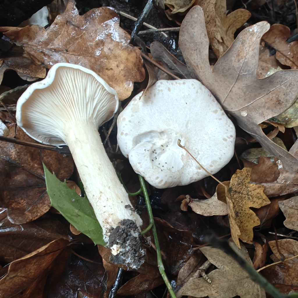 Infundibulicybe geotropa · December 2025 · photo: © stuartfraser (iNaturalist, cc-by)