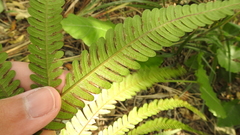 Pteris setulosocostulata