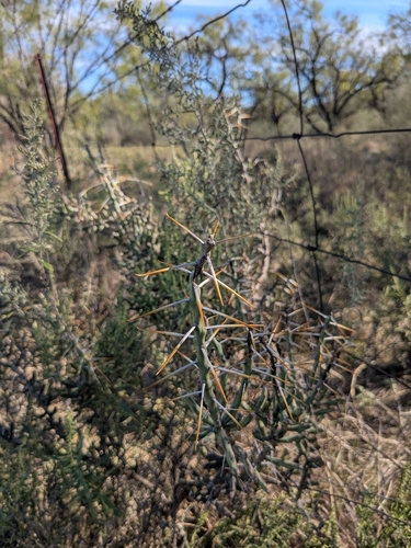Christmas cholla
