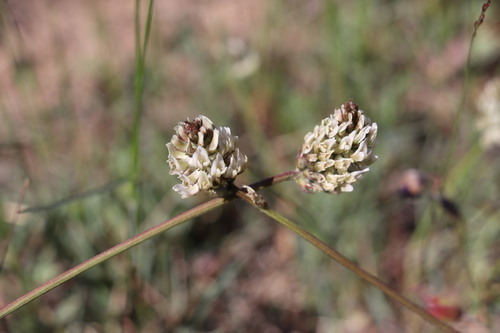 Astragalus subscaposus