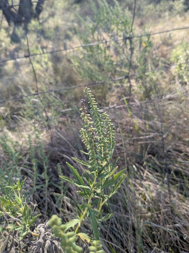 Western Ragweed