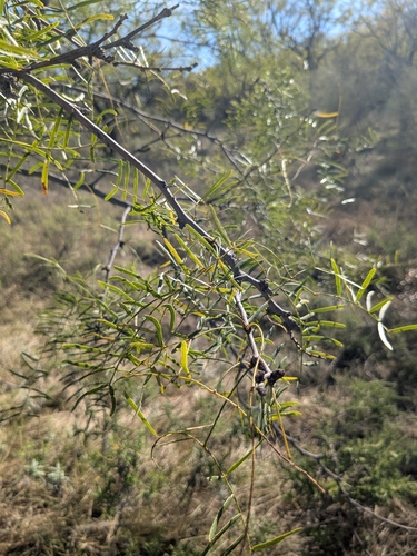honey mesquite