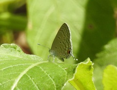 Catochrysops