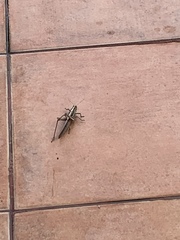 Schistocerca pallens