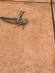 Schistocerca pallens