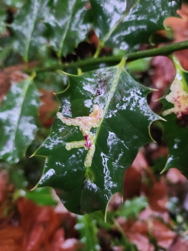 Unknown species found near WA Environmental Training Center, Auburn, WA 98092, USA