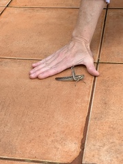 Schistocerca pallens