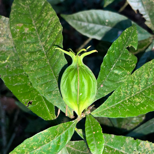 Gardenia actinocarpa, photograph 1