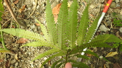 Pteris setulosocostulata