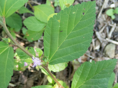 Centratherum punctatum